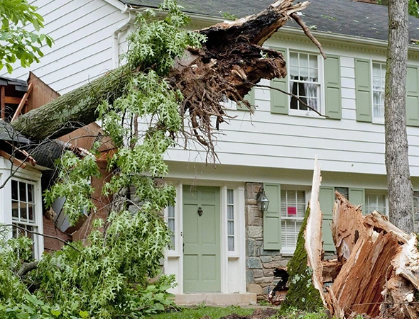 Benefits of Our Emergency Tree Services