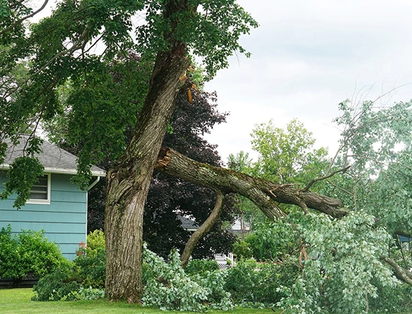 Professional Storm Damage Tree Removal in Longview, TX