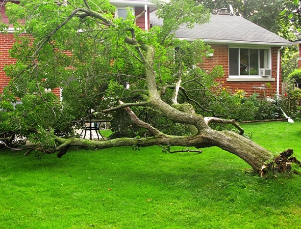 Safe and Quick Emergency Branch Removal in Athens, TX