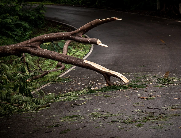 Affordable Storm Damage Cleanup Services in Athens, TX