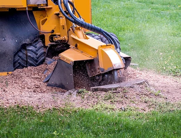 Why Choose Our Stump Removal Company