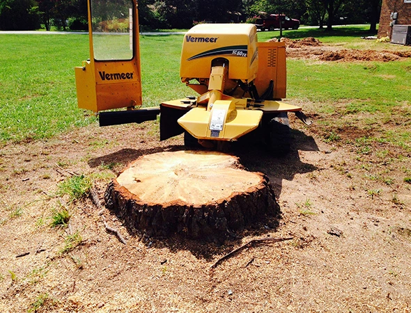 Affordable Stump Removal Services in Palestine, TX