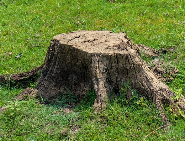 Trusted Stump Removal Experts in Henderson, TX