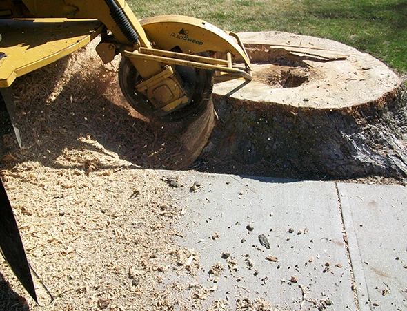 Benefits of Choosing Our Stump Grinding Services