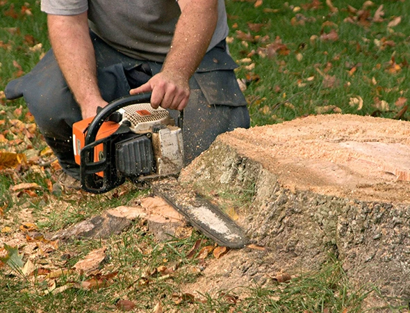 Affordable Tree and Stump Removal Services in Palestine, TX