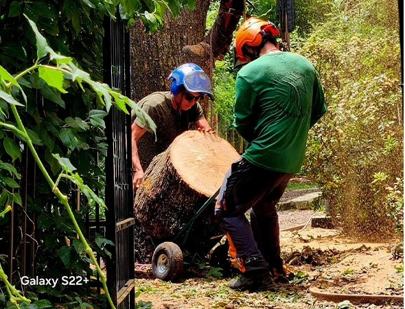 Top Tree Trimming & Pruning Services in Palestine, TX