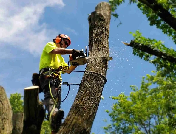 Best Tree Removal Company in Tyler, TX