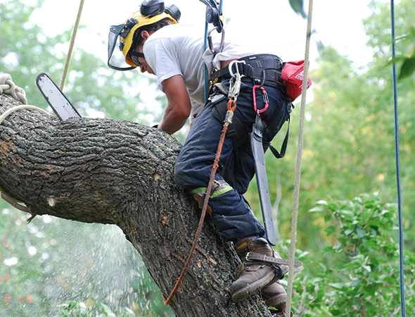 Why Choose Our Tree Removal Services