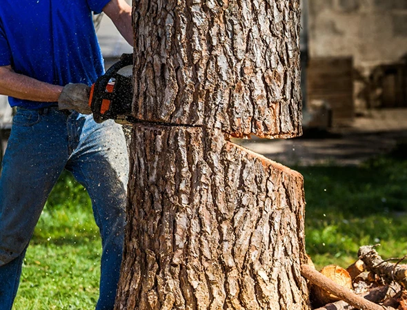 Affordable Tree Removal Services in Jacksonville, TX