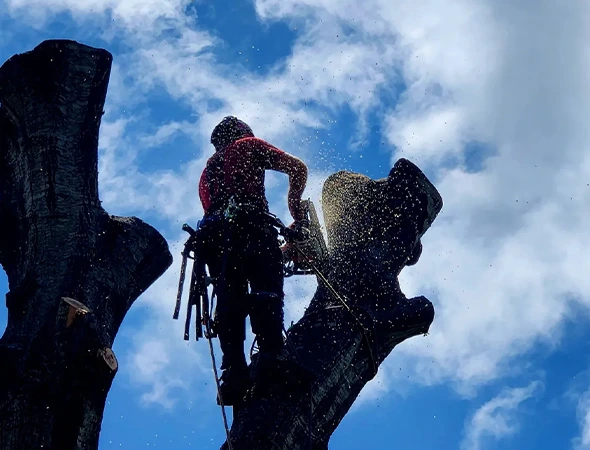 Benefits of Choosing Our Tree Trimming Services