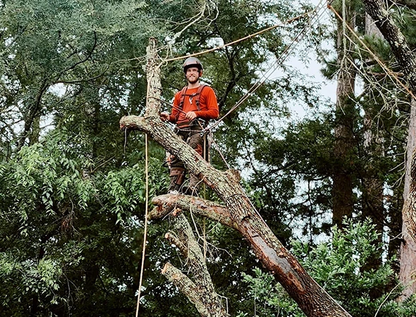 Professional Tree Trimming & Pruning Services in Palestine, TX