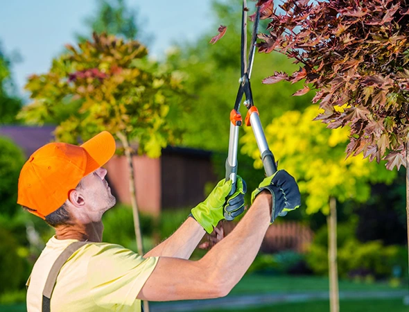 Local Stump Grinding Service in Jacksonville, TX