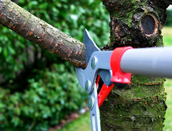 Best Fruit Tree Pruning Services in Athens, TX