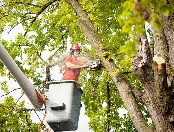 Benefits of Hiring a Tree Pruning Company
