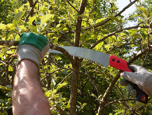 Expert Tree Care Services in Palestine, TX