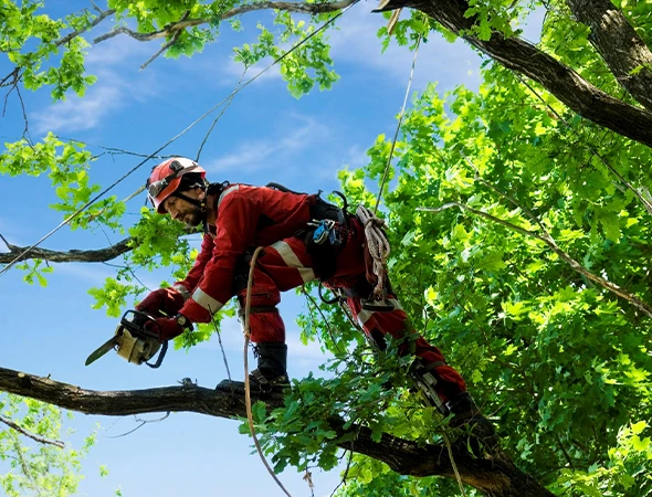 Affordable Stump Removal Services in Longview, TX
